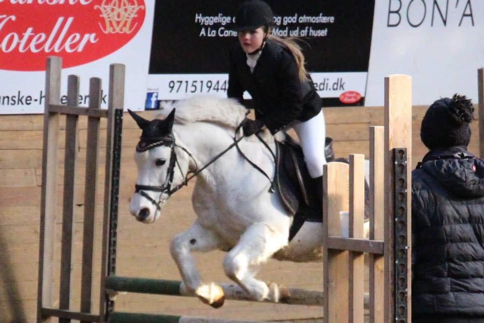 Anden særlig race Bolero billede 4