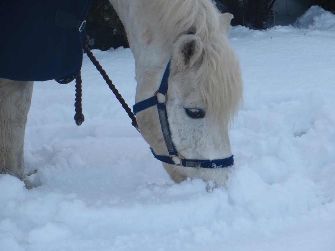 Anden særlig race Bolero billede 8