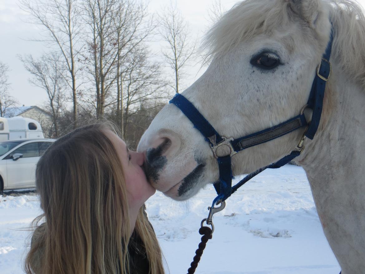 Anden særlig race Bolero billede 10