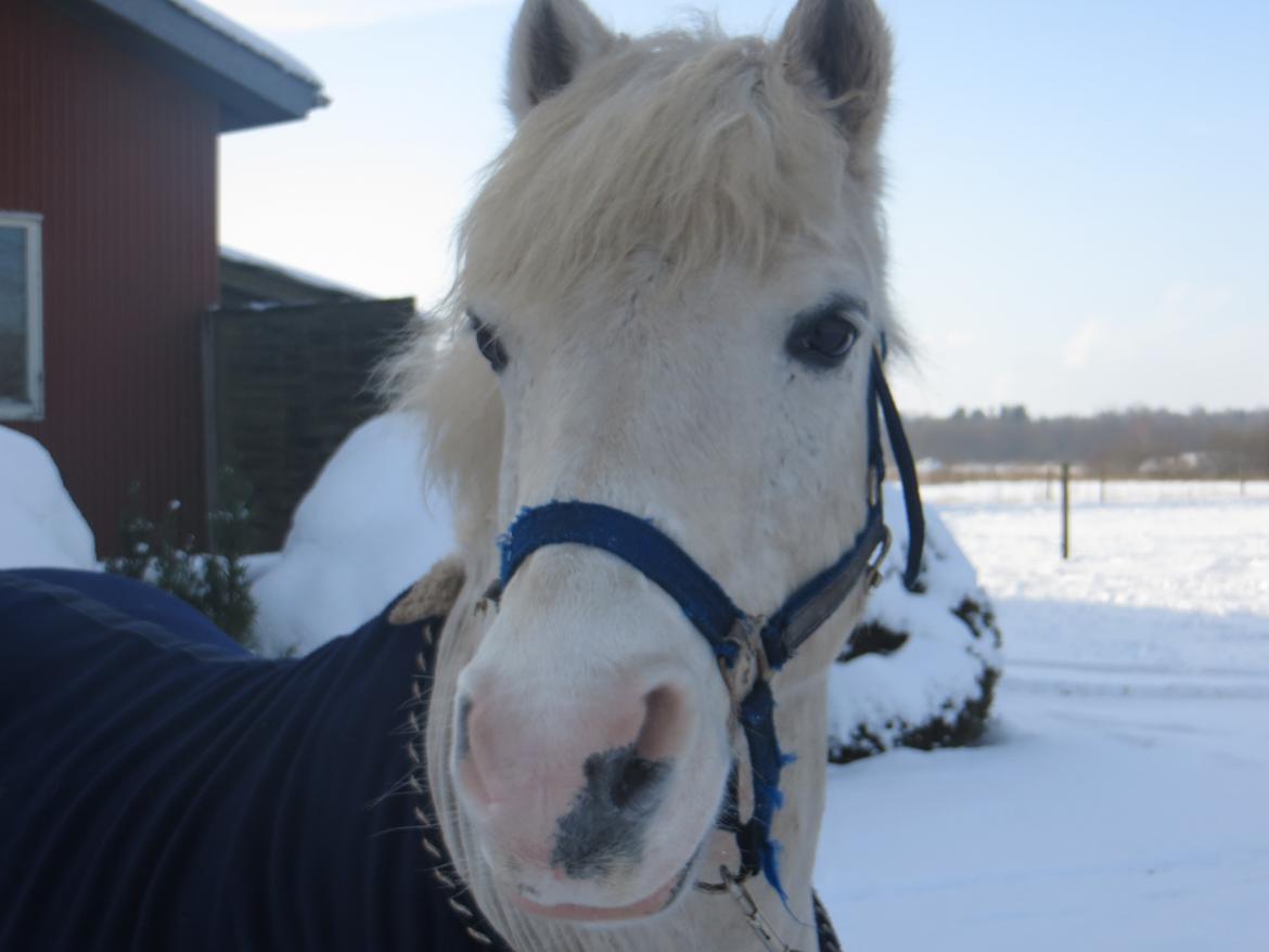 Anden særlig race Bolero billede 11