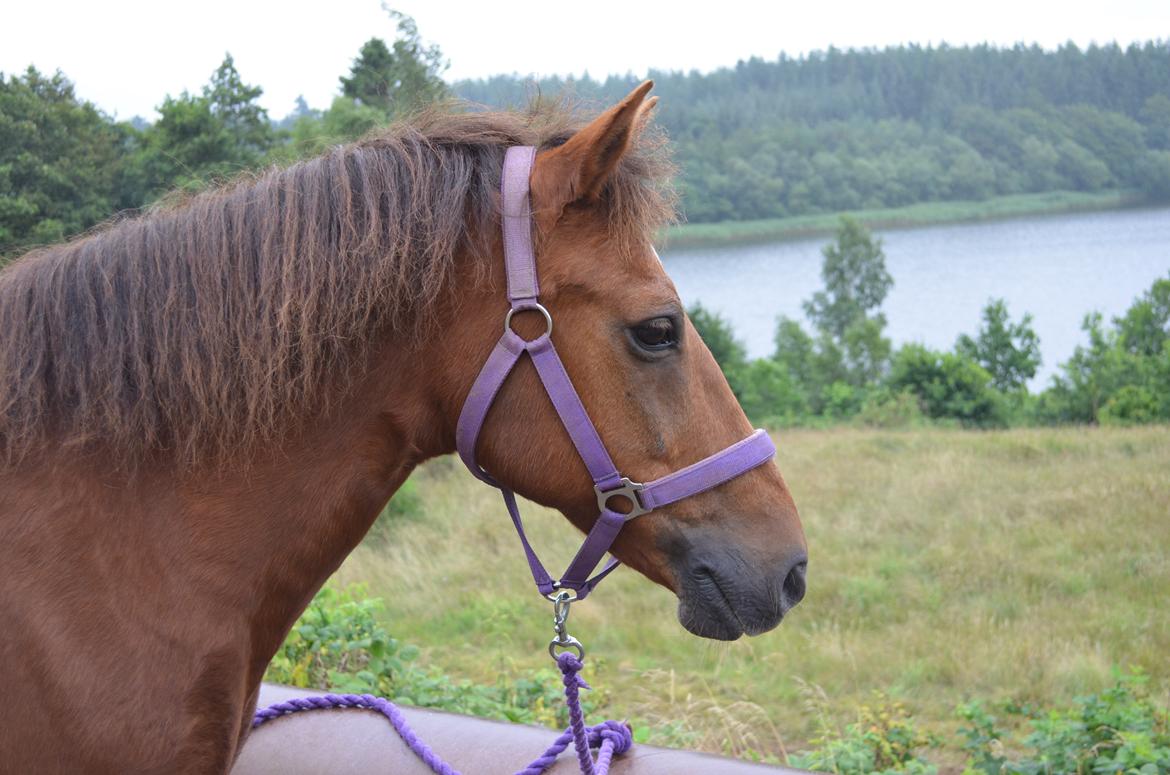 Anden særlig race Fjarla billede 28