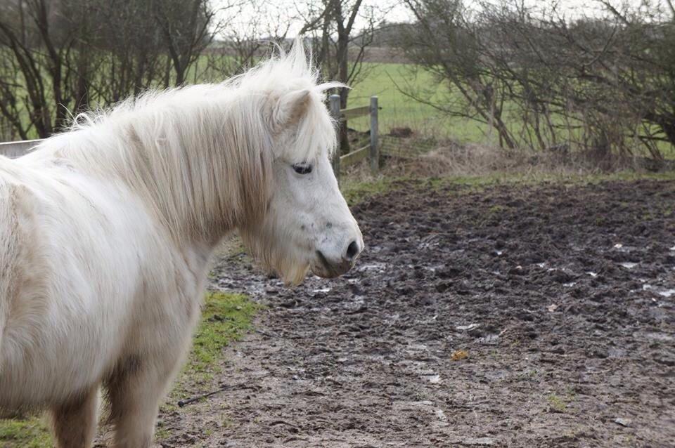 Anden særlig race Kiki billede 11