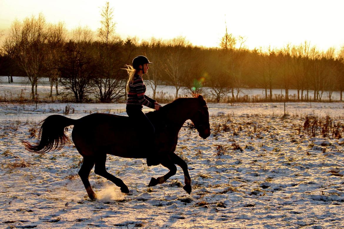 Anden særlig race Kajsa kavat billede 12