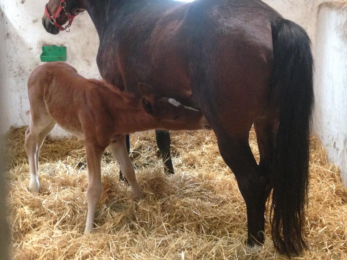 Anden særlig race Lillegaards O'marley - mere mad. Jeg skal være stor og stærk..!! billede 8