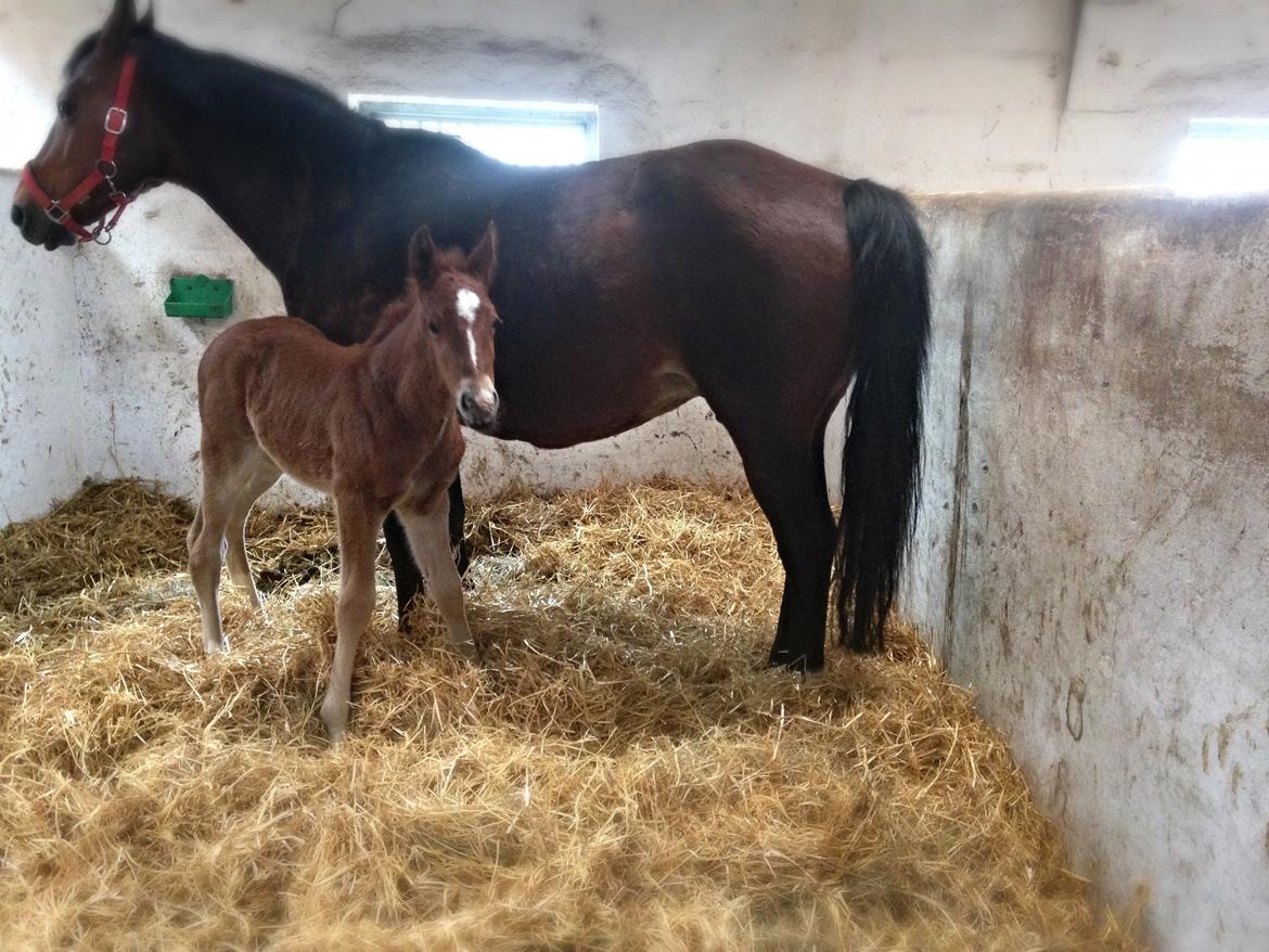 Anden særlig race Lillegaards O'marley - Lidt fotogen er man vel :) billede 3