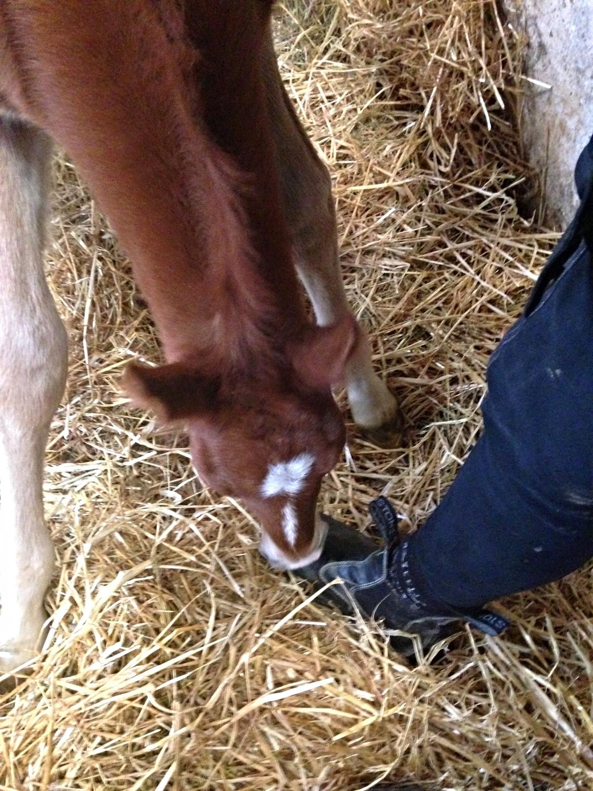 Anden særlig race Lillegaards O'marley - Spændende sko du har dig der, skal jeg pudse dem? :D billede 4