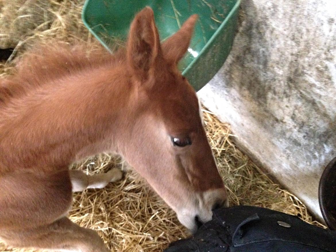 Anden særlig race Lillegaards O'marley - Har du noget i lommerne?  billede 5