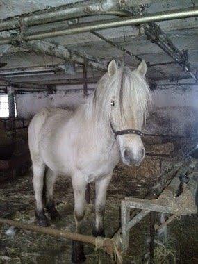 Anden særlig race Thor - Der thor stod før billede 4