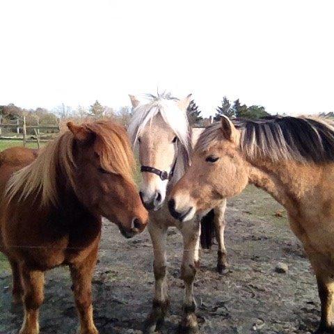 Anden særlig race Thor - Den første dag med disse damer! :) billede 6