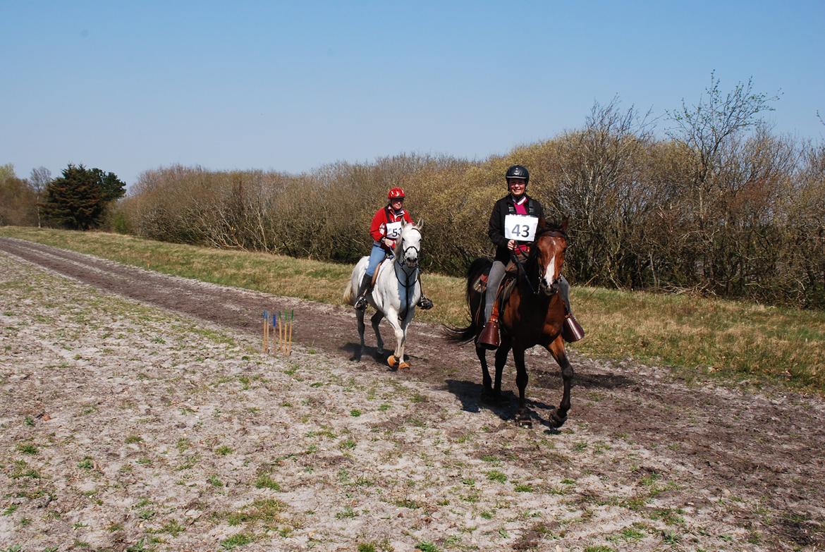 Arabisk fuldblod (OX) Shah Tacho ox billede 7