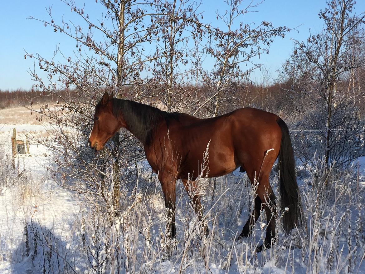 Arabisk fuldblod (OX) Shah Tacho ox billede 2