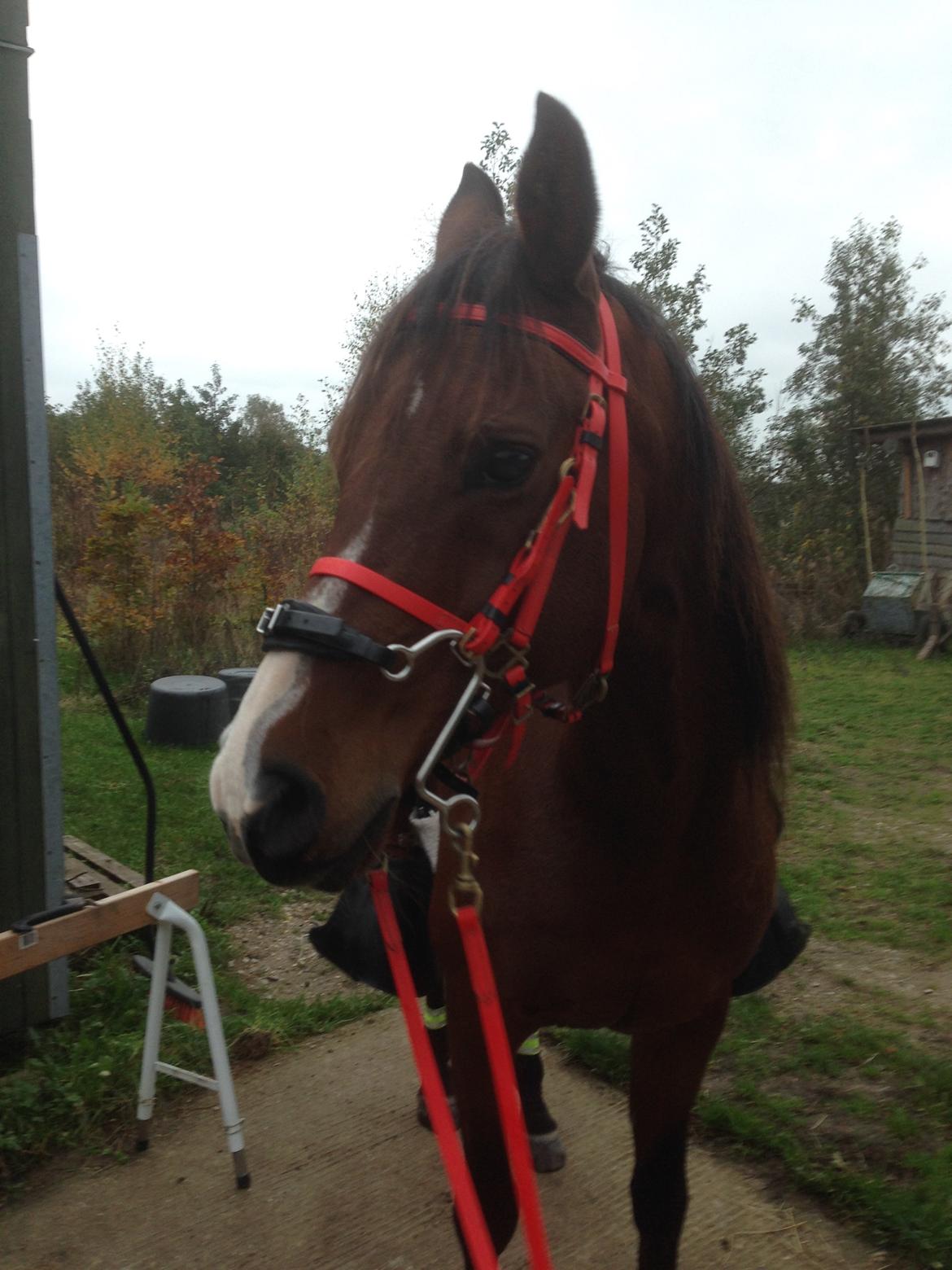 Arabisk fuldblod (OX) Shah Tacho ox billede 14