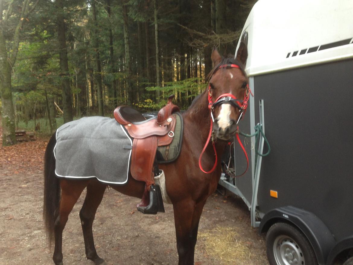 Arabisk fuldblod (OX) Shah Tacho ox billede 5