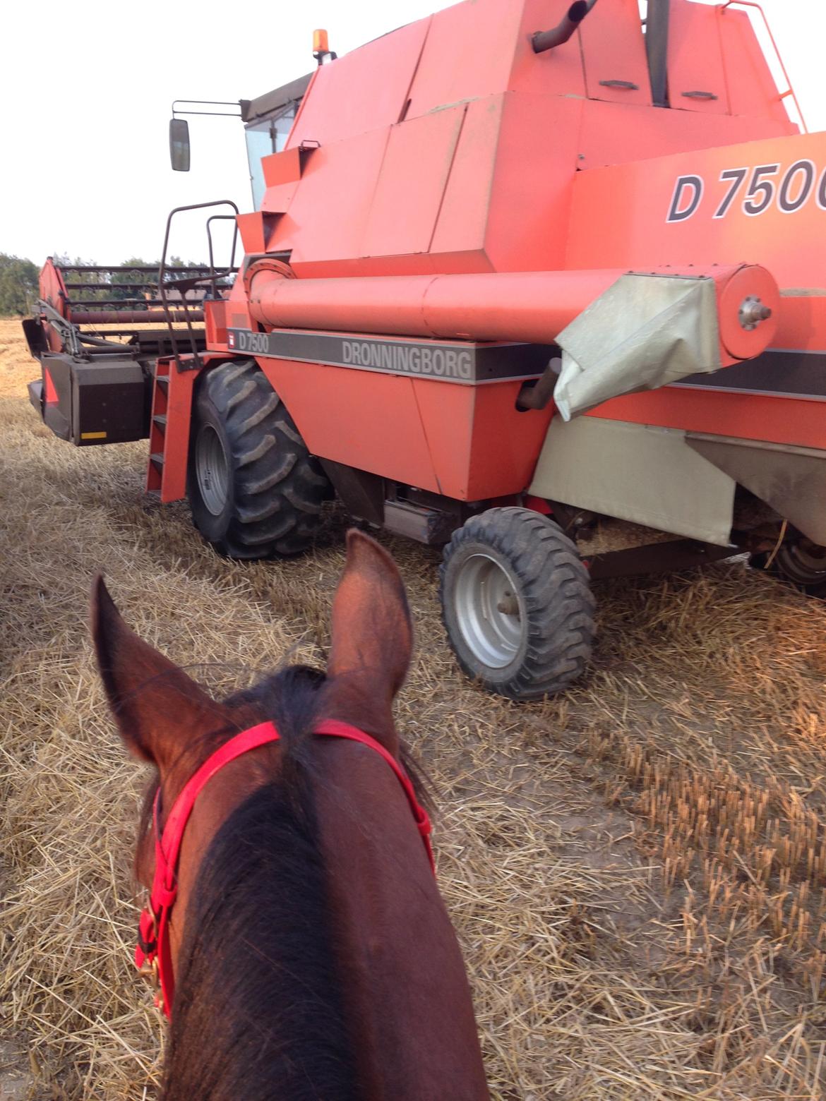 Arabisk fuldblod (OX) Shah Tacho ox billede 6