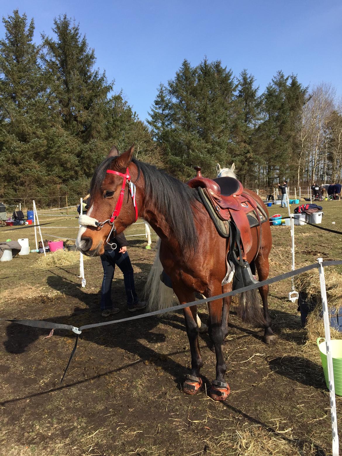 Arabisk fuldblod (OX) Shah Tacho ox billede 10