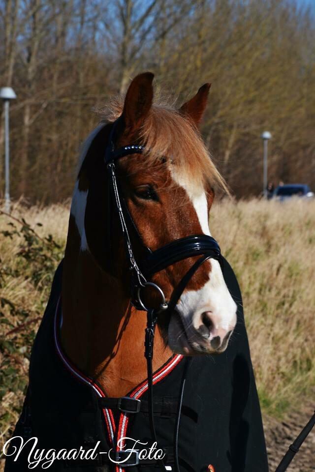 Anden særlig race Royal Rocky *Lillermand* billede 7