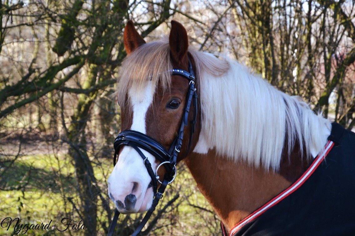 Anden særlig race Royal Rocky *Lillermand* billede 10