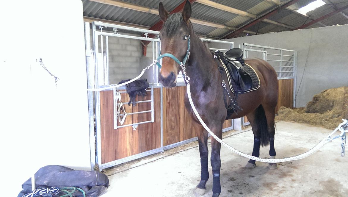 Dansk Varmblod Runehøjs Ziggie billede 13