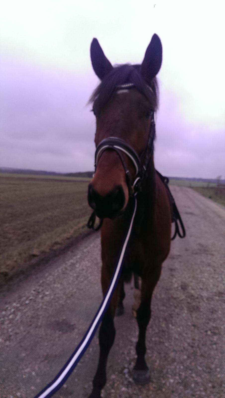 Dansk Varmblod Runehøjs Ziggie billede 9