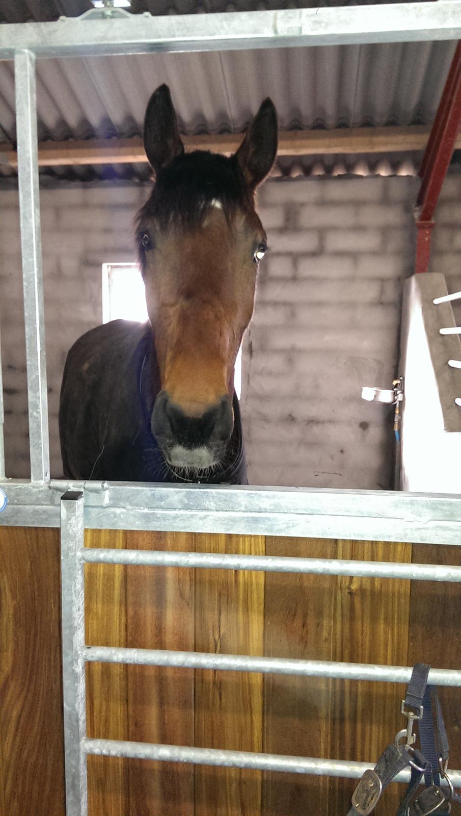 Dansk Varmblod Runehøjs Ziggie billede 14