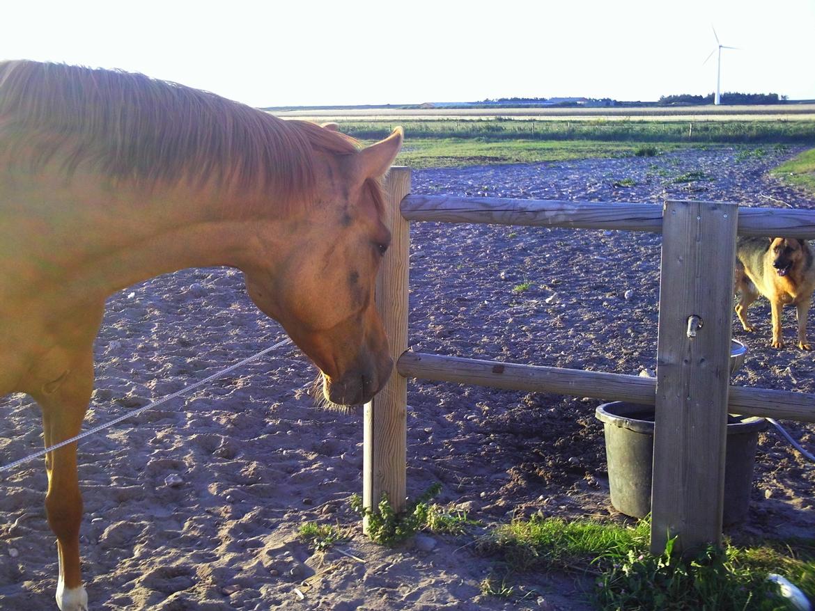 Anden særlig race ZOOM billede 6