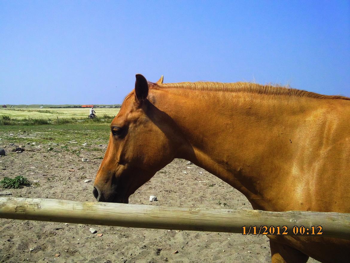 Anden særlig race ZOOM billede 1