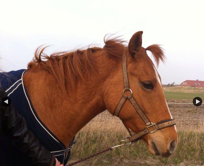 Anden særlig race ZOOM billede 8