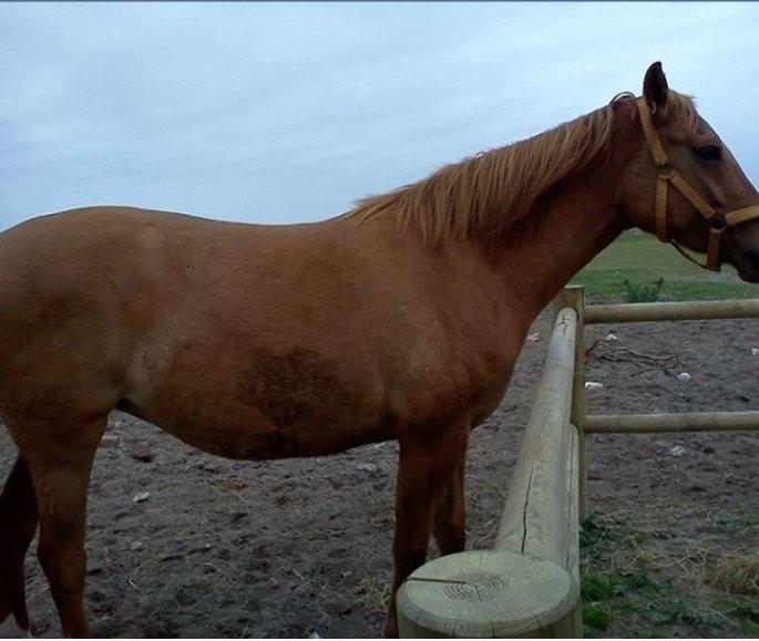 Anden særlig race ZOOM billede 9