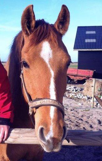 Anden særlig race ZOOM billede 7