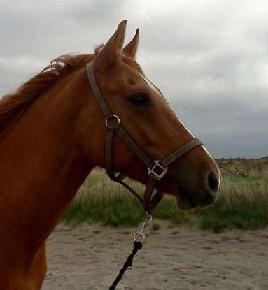 Anden særlig race ZOOM billede 3