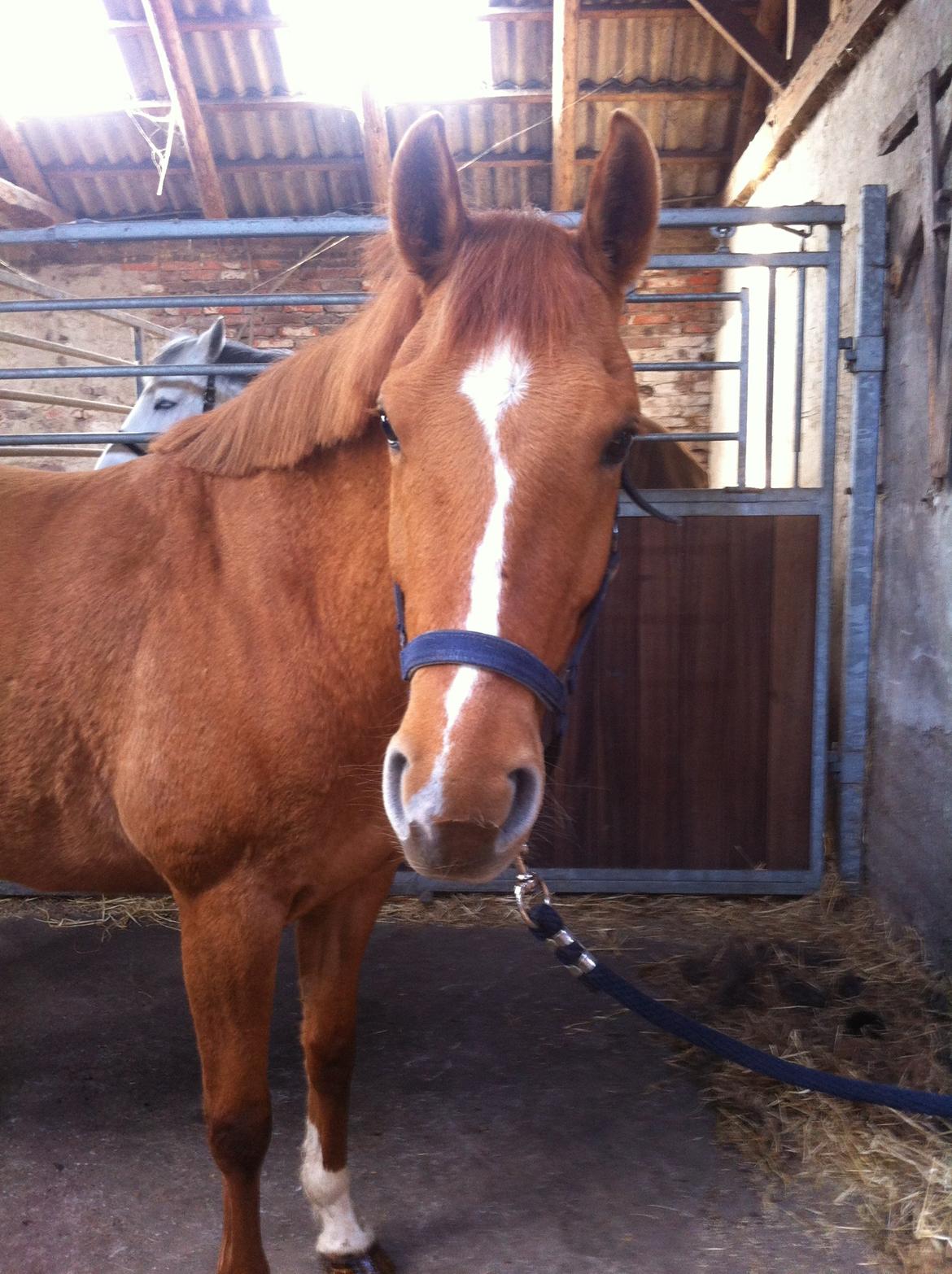 Anden særlig race ZOOM billede 15