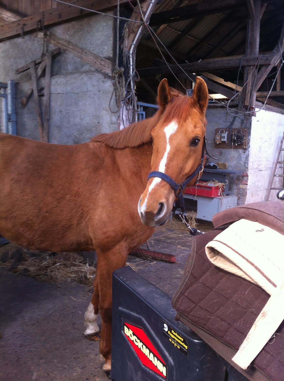 Anden særlig race ZOOM billede 16