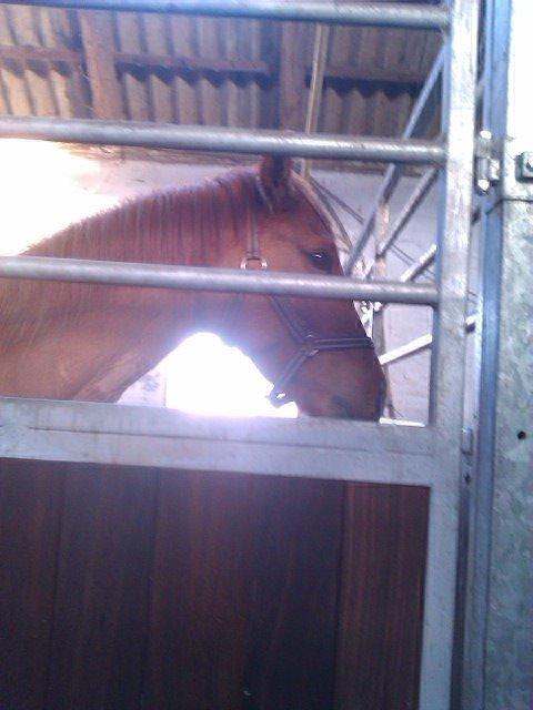 Anden særlig race ZOOM billede 17