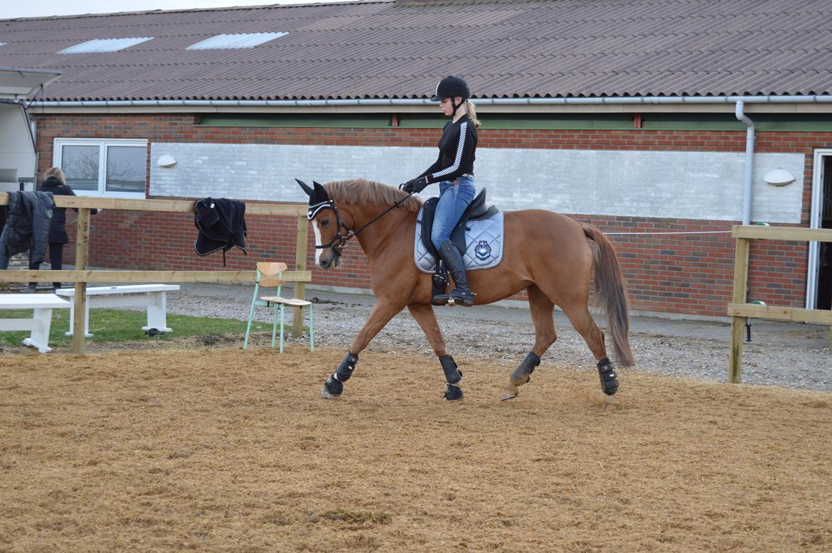 Welsh Cob (sec D) Money Penny billede 15