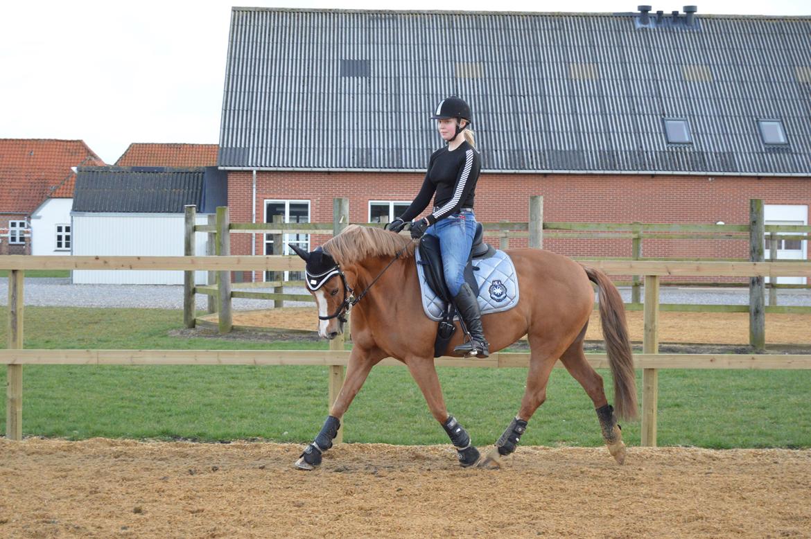 Welsh Cob (sec D) Money Penny billede 16