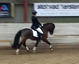 Welsh Pony af Cob-type (sec C) Rytterbjergets Discovery - LC1 72% vinder billede 16