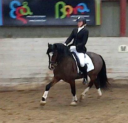 Welsh Pony af Cob-type (sec C) Rytterbjergets Discovery - LC1 72% vinder billede 17