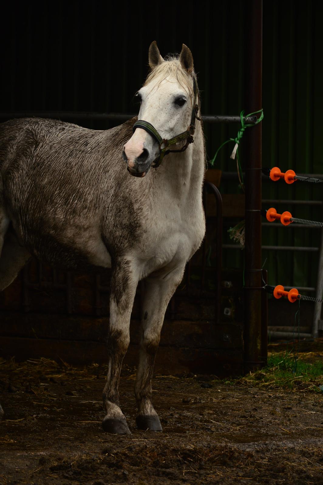 Anden særlig race Moonlight - Ofte er Moonlight mere sort end hvid billede 11