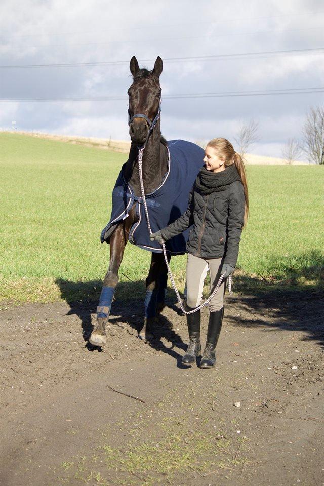 Trakehner Isabella  billede 20