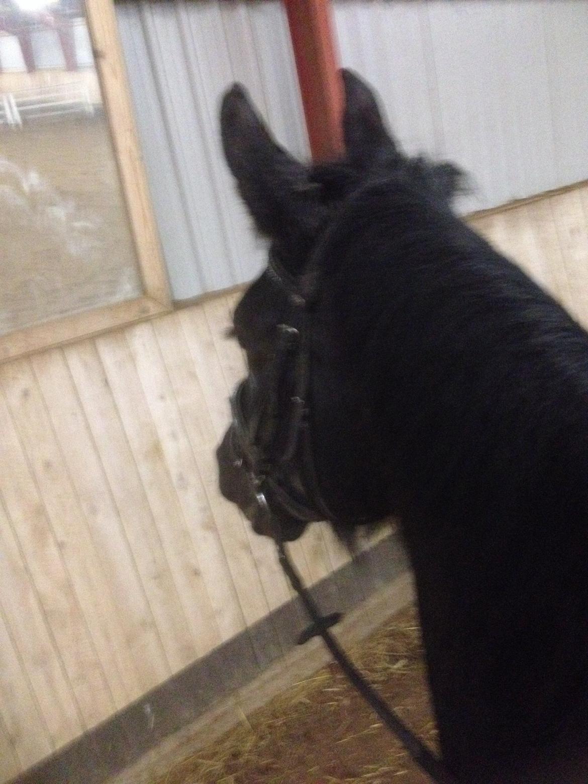 Oldenborg Tina Donholm billede 3