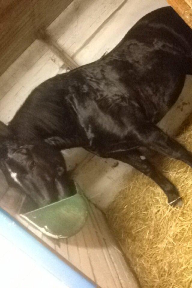 Oldenborg Tina Donholm - En svedig hest efter træning  billede 5