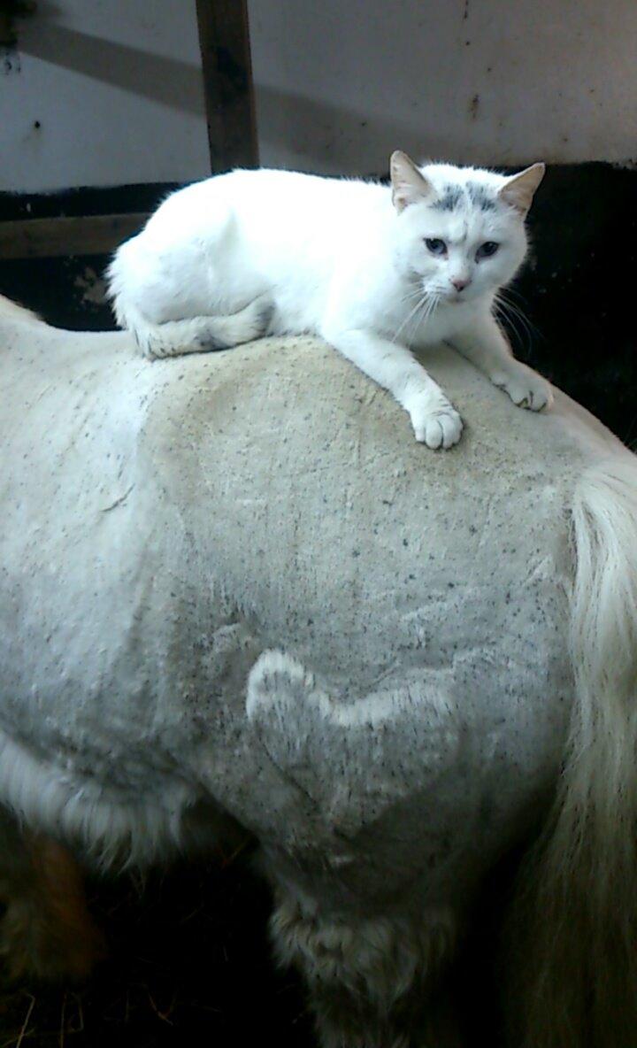 Islænder Felix billede 12