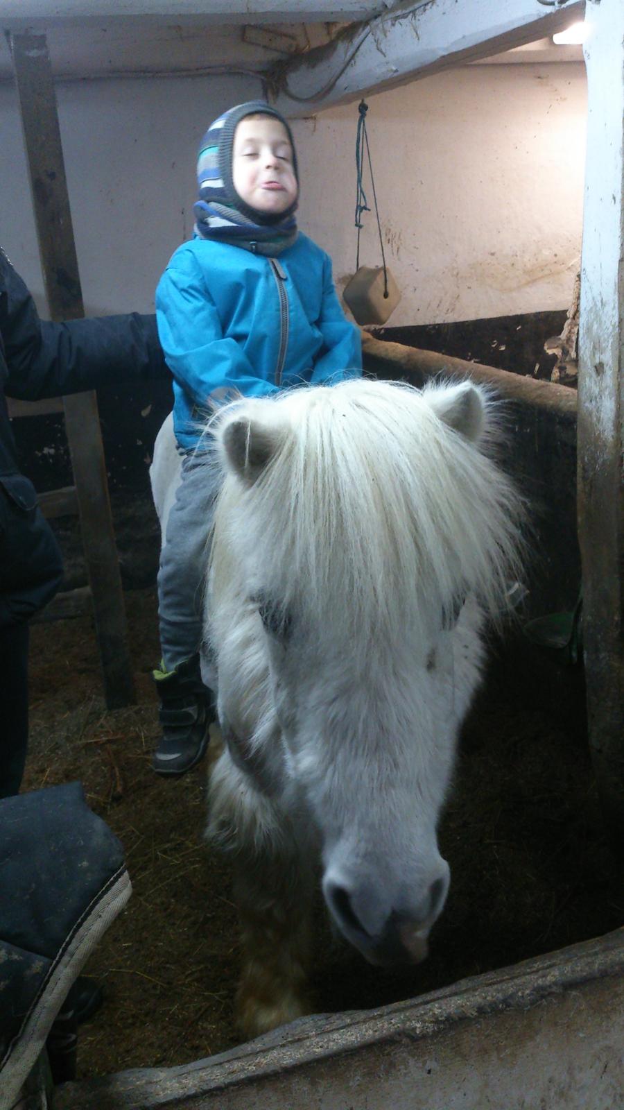 Islænder Felix billede 13