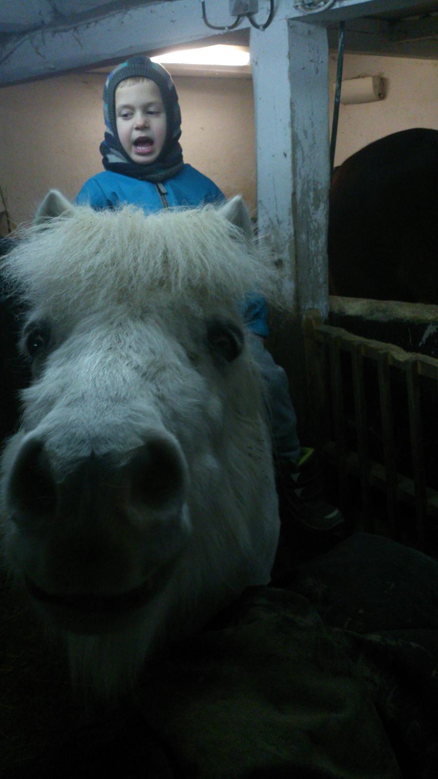 Islænder Felix billede 14