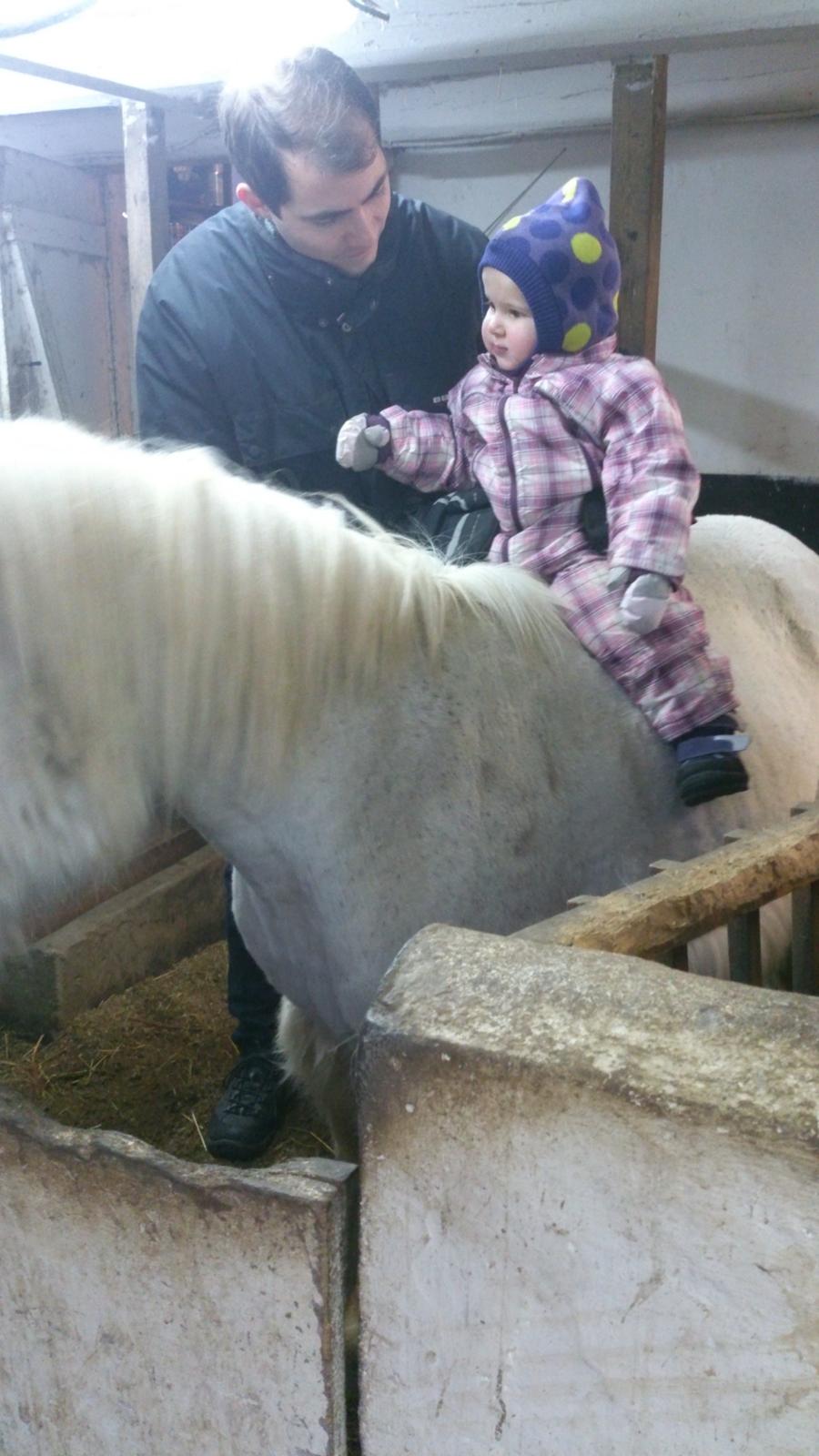 Islænder Felix billede 15