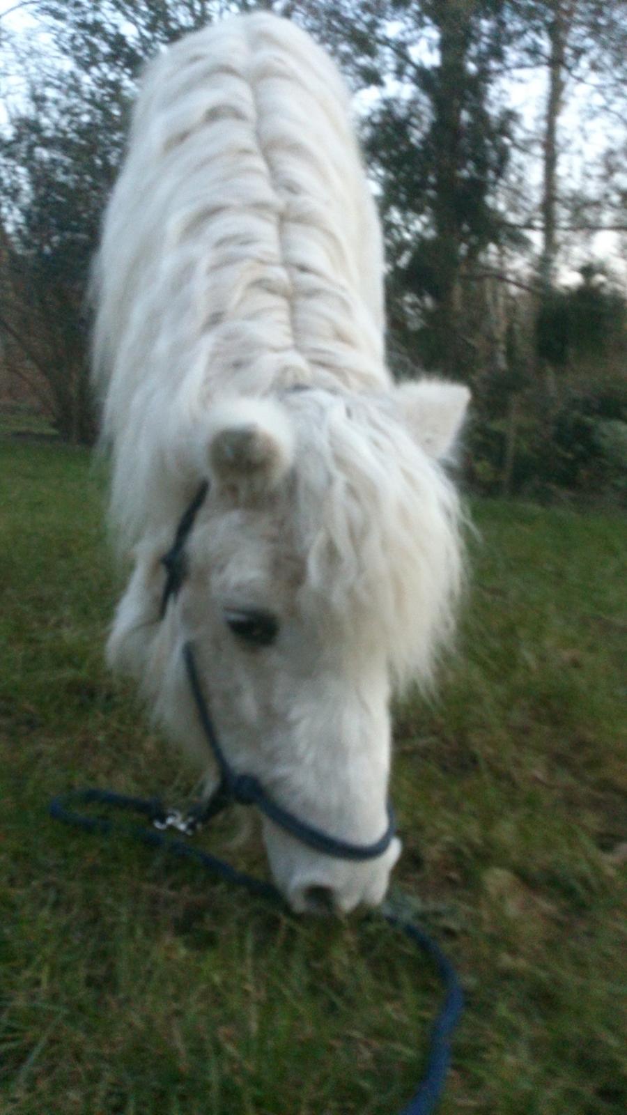 Islænder Felix billede 10