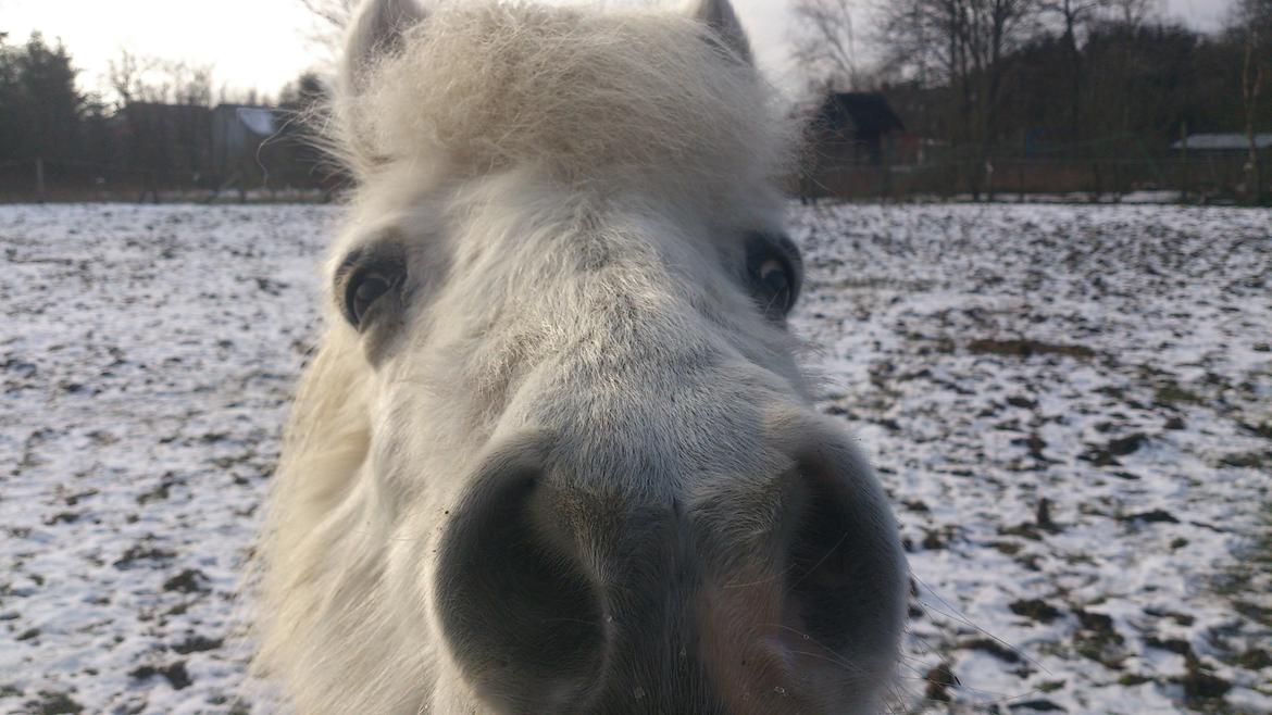 Islænder Felix billede 16