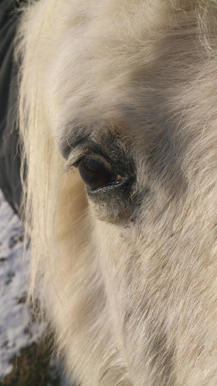 Islænder Felix billede 18