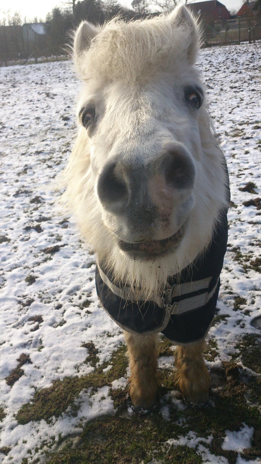 Islænder Felix billede 17