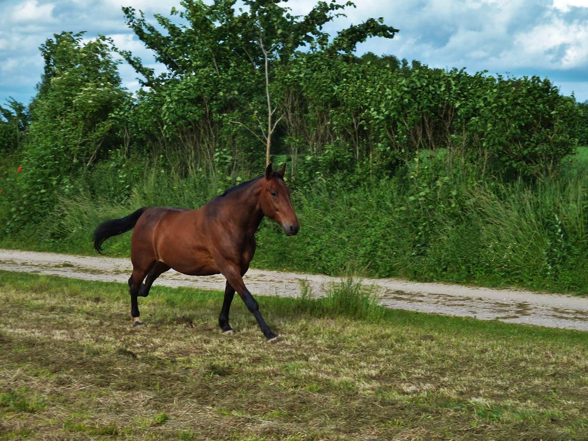 Anden særlig race Contess billede 5